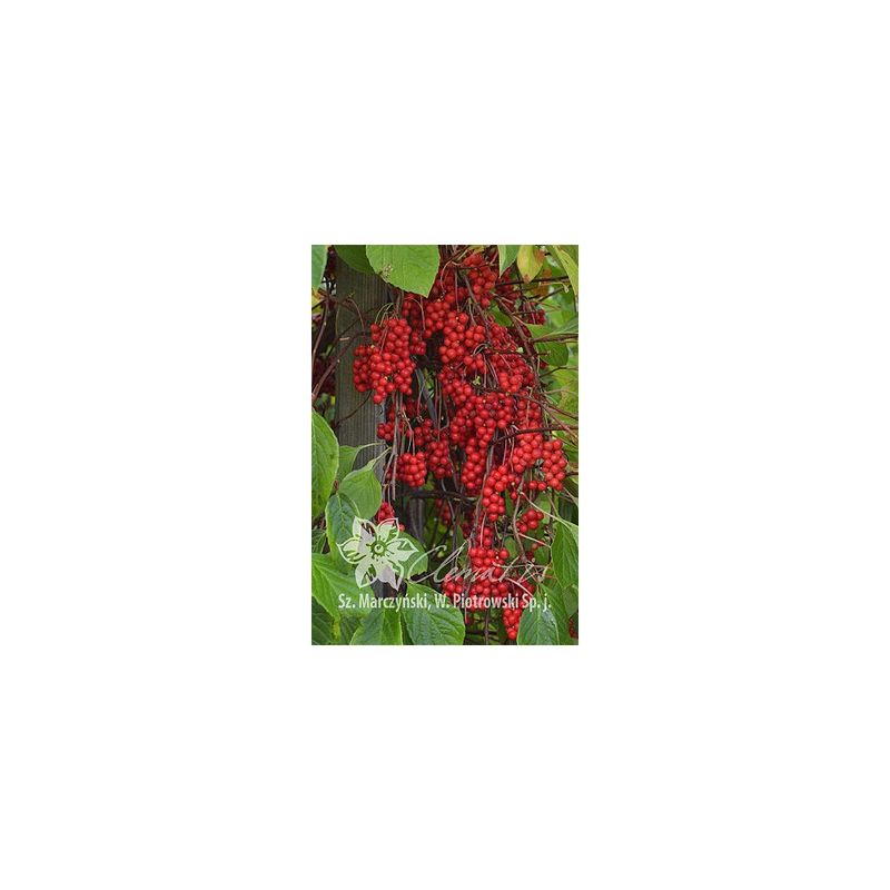 Casa si Gradina - Gradinarit si plante - Plante si ghivece - Plante in ghiveci - Planta, Specie ornamentala, Schisandra chinensis, ghiveci P9 cm - Infinity.ro