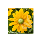 Casa si Gradina - Gradinarit si plante - Plante si ghivece - Plante in ghiveci - Planta, Specie ornamentala, Rudbeckia SMILEY Z® Passion Imp., ghiveci C2 litri - Infinity.ro