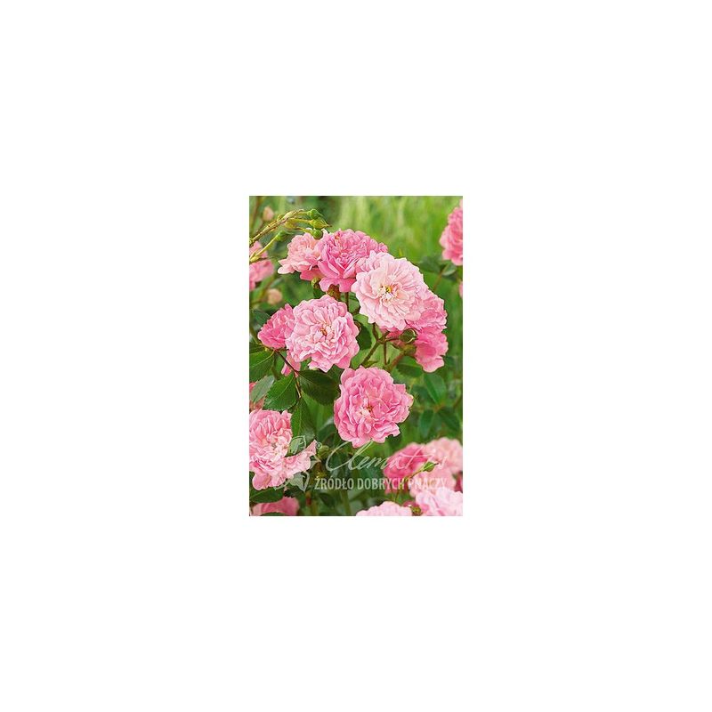 Casa si Gradina - Gradinarit si plante - Plante si ghivece - Plante in ghiveci - Planta, Trandafir pitic The Fairy, Rosa The Fairy, ghiveci P9 cm - Infinity.ro