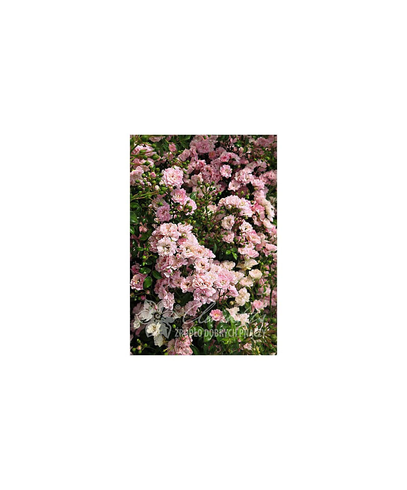 Planta, Trandafir pitic The Fairy, Rosa The Fairy, ghiveci P9 cm