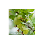 Casa si Gradina - Gradinarit si plante - Plante si ghivece - Plante in ghiveci - Planta, Agris verde Hinnonmaki, Ribes uva-crispa Hinnonmaki Gron, ghiveci C2 litri - Infinity.ro