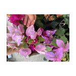 Casa si Gradina - Gradinarit si plante - Plante si ghivece - Plante in ghiveci - Planta, Bougainvillea, Floare de hartie, ghiveci 17cm - Infinity.ro