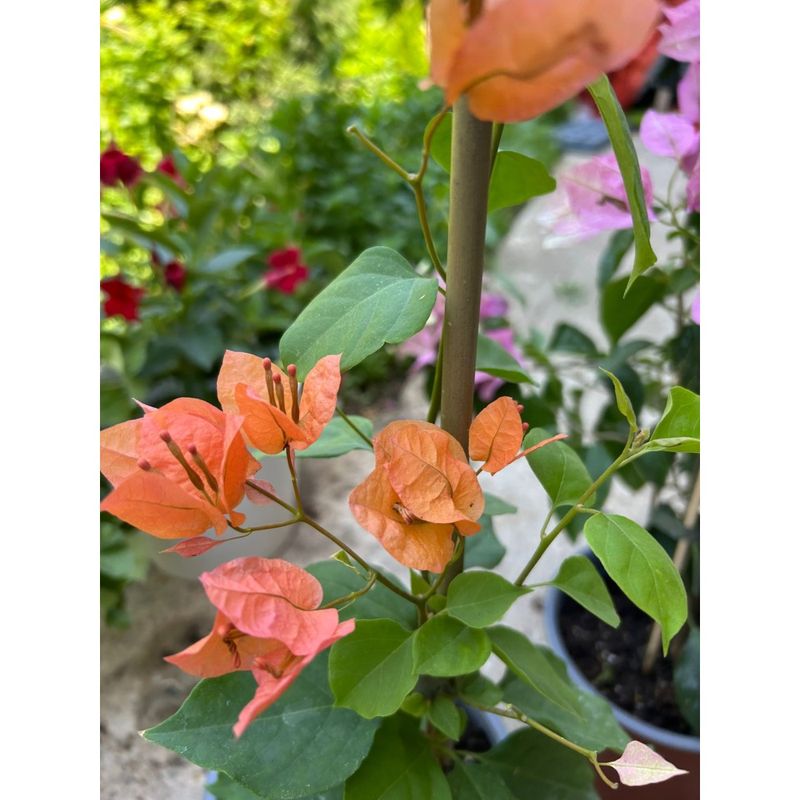 Casa si Gradina - Gradinarit si plante - Plante si ghivece - Plante in ghiveci - Planta, Bougainvillea, Floare de hartie, ghiveci 17cm - Infinity.ro