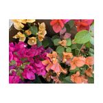 Casa si Gradina - Gradinarit si plante - Plante si ghivece - Plante in ghiveci - Planta, Bougainvillea, Floare de hartie, ghiveci 17cm - Infinity.ro