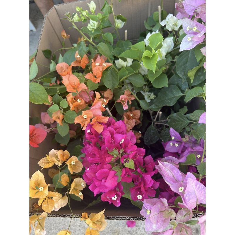 Casa si Gradina - Gradinarit si plante - Plante si ghivece - Plante in ghiveci - Planta, Bougainvillea, Floare de hartie, ghiveci 17cm - Infinity.ro