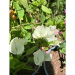 Casa si Gradina - Gradinarit si plante - Plante si ghivece - Plante in ghiveci - Planta, Bougainvillea, Floare de hartie, ghiveci 17cm - Infinity.ro