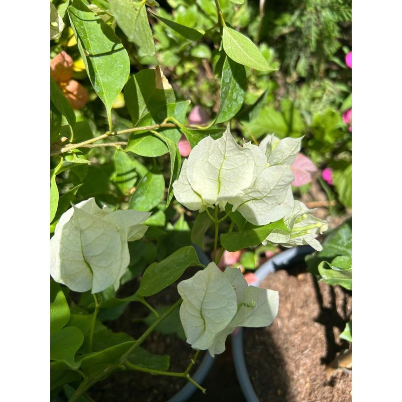 Casa si Gradina - Gradinarit si plante - Plante si ghivece - Plante in ghiveci - Planta, Bougainvillea, Floare de hartie, ghiveci 17cm - Infinity.ro