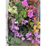 Casa si Gradina - Gradinarit si plante - Plante si ghivece - Plante in ghiveci - Planta, Bougainvillea, Floare de hartie, ghiveci 17cm - Infinity.ro