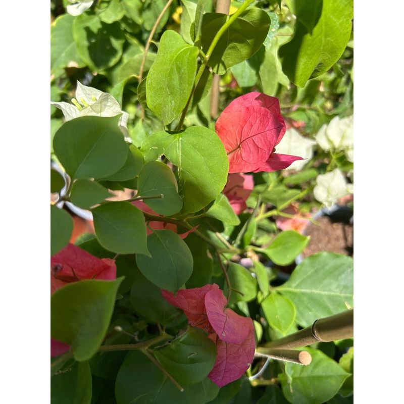 Casa si Gradina - Gradinarit si plante - Plante si ghivece - Plante in ghiveci - Planta, Bougainvillea, Floare de hartie, ghiveci 17cm - Infinity.ro