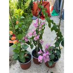 Casa si Gradina - Gradinarit si plante - Plante si ghivece - Plante in ghiveci - Planta, Bougainvillea, Floare de hartie, ghiveci 17cm - Infinity.ro