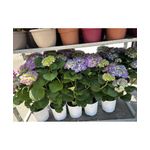 Casa si Gradina - Gradinarit si plante - Plante si ghivece - Plante in ghiveci - Planta la ghiveci, Hortensie multicolor, Ghiveci 25 cm - Infinity.ro