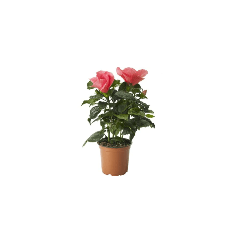 Casa si Gradina - Gradinarit si plante - Plante si ghivece - Plante in ghiveci - Planta la ghiveci, Hibiscus, Ghiveci 22 cm - Infinity.ro