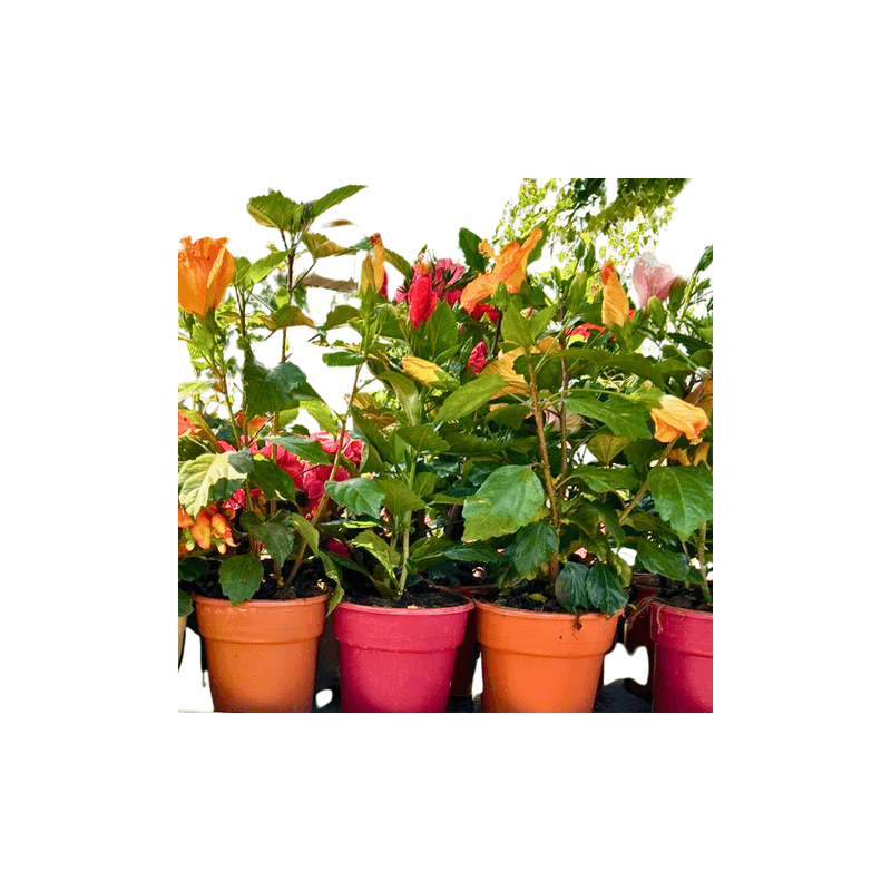 Casa si Gradina - Gradinarit si plante - Plante si ghivece - Plante in ghiveci - Planta la ghiveci, Hibiscus, Ghiveci 22 cm - Infinity.ro