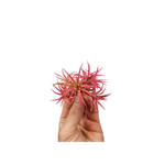 Casa si Gradina - Gradinarit si plante - Plante si ghivece - Bulbi, seminte si rasaduri - Planta aeriana, Tillandsia Ionantha clumb red - Medium - Infinity.ro