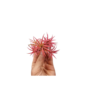 Casa si Gradina - Gradinarit si plante - Plante si ghivece - Infinity.ro