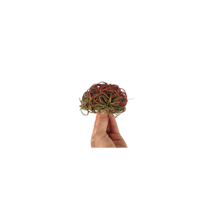 Casa si Gradina - Gradinarit si plante - Plante si ghivece - Infinity.ro