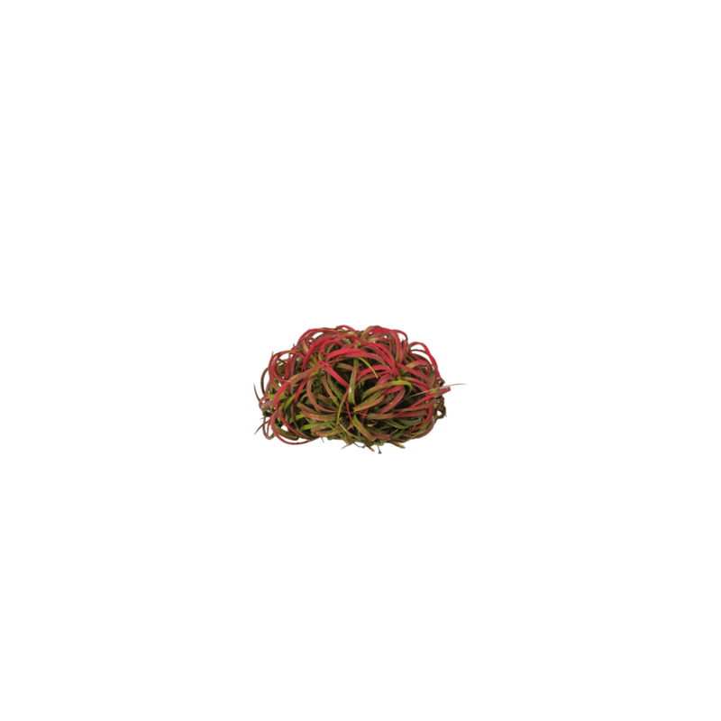 Casa si Gradina - Gradinarit si plante - Plante si ghivece - Bulbi, seminte si rasaduri - Planta aeriana, Tillandsia Ionantha clumb red - Medium - Infinity.ro