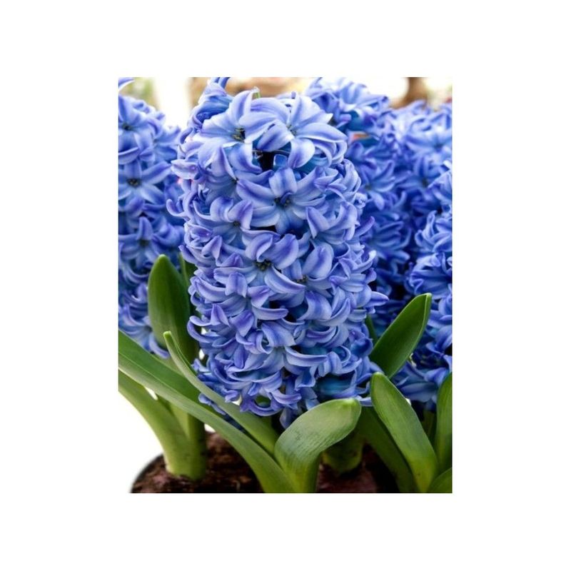 Casa si Gradina - Gradinarit si plante - Plante si ghivece - Bulbi, seminte si rasaduri - Bulb zambila,Hyacinthus Aqua®18/19 - Infinity.ro