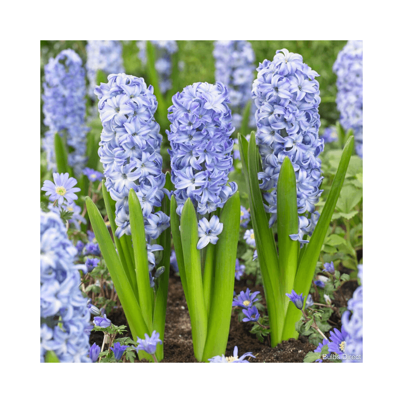 Casa si Gradina - Gradinarit si plante - Plante si ghivece - Bulbi, seminte si rasaduri - Bulb zambila,Hyacinthus Aqua®18/19 - Infinity.ro