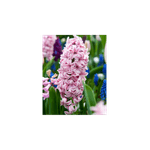 Casa si Gradina - Gradinarit si plante - Plante si ghivece - Bulbi, seminte si rasaduri - Bulb zambila,Hyacinthus Fondant18/19 - Infinity.ro