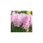 Casa si Gradina - Gradinarit si plante - Plante si ghivece - Bulbi, seminte si rasaduri - Bulb zambila,Hyacinthus Fondant18/19 - Infinity.ro