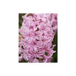 Casa si Gradina - Gradinarit si plante - Plante si ghivece - Bulbi, seminte si rasaduri - Bulb zambila,Hyacinthus Fondant18/19 - Infinity.ro