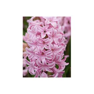 Casa si Gradina - Gradinarit si plante - Plante si ghivece - Infinity.ro