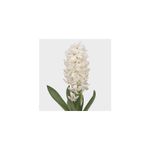 Casa si Gradina - Gradinarit si plante - Plante si ghivece - Bulbi, seminte si rasaduri - Bulb zambila,Hyacinthus Polar Giant18/19 - Infinity.ro