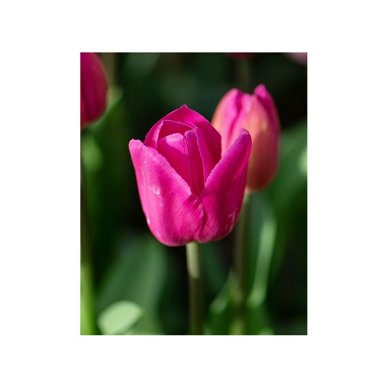 Casa si Gradina - Gradinarit si plante - Plante si ghivece - Bulbi, seminte si rasaduri - Bulb lalea, Tulipa Barcelona 11/12 - Infinity.ro