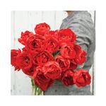 Casa si Gradina - Gradinarit si plante - Plante si ghivece - Bulbi, seminte si rasaduri - Bulb lalea, Tulipa Miranda 12/+ - Infinity.ro