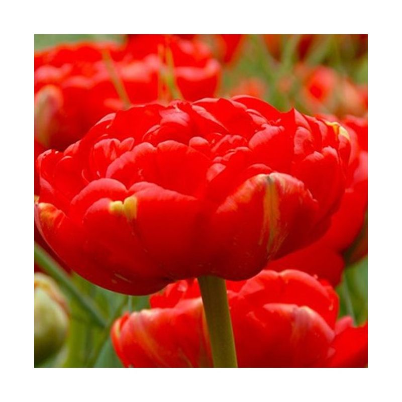 Casa si Gradina - Gradinarit si plante - Plante si ghivece - Bulbi, seminte si rasaduri - Bulb lalea, Tulipa Miranda 12/+ - Infinity.ro