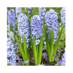 Casa si Gradina - Gradinarit si plante - Plante si ghivece - Bulbi, seminte si rasaduri - Lada Bulb zambila,Hyacinthus Aqua® 18/19, 200 bulbi - Infinity.ro
