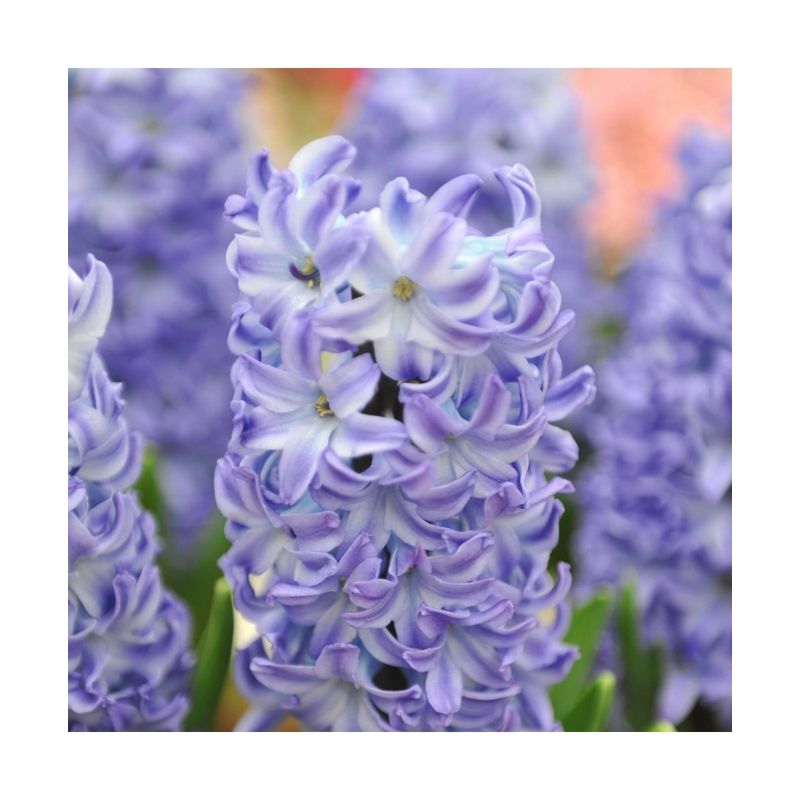 Casa si Gradina - Gradinarit si plante - Plante si ghivece - Bulbi, seminte si rasaduri - Lada Bulb zambila,Hyacinthus Aqua®19/+, 175 bulbi - Infinity.ro