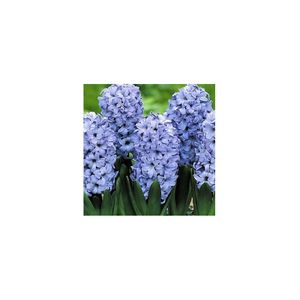 Casa si Gradina - Gradinarit si plante - Plante si ghivece - Infinity.ro