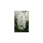 Casa si Gradina - Gradinarit si plante - Plante si ghivece - Bulbi, seminte si rasaduri - Lada Bulb zambila,Hyacinthus Top White ®18/19, 200 bulbi - Infinity.ro