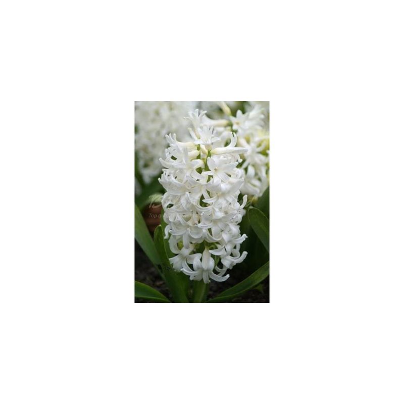 Casa si Gradina - Gradinarit si plante - Plante si ghivece - Bulbi, seminte si rasaduri - Lada Bulb zambila,Hyacinthus Top White ®18/19, 200 bulbi - Infinity.ro