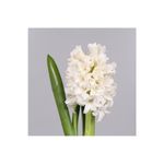 Casa si Gradina - Gradinarit si plante - Plante si ghivece - Bulbi, seminte si rasaduri - Lada Bulb zambila,Hyacinthus Top White ®18/19, 200 bulbi - Infinity.ro