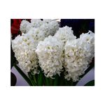 Casa si Gradina - Gradinarit si plante - Plante si ghivece - Bulbi, seminte si rasaduri - Lada Bulb zambila,Hyacinthus Top White ®18/19, 200 bulbi - Infinity.ro