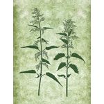 Casa si Gradina - Decoratiuni - DIY - Sabloane decorative pereti - Sablon Perete vopsire, tencuiala model Urzica si Ierburi de Pajiste MXSP7656 390 x 530 mm - Infinity.ro