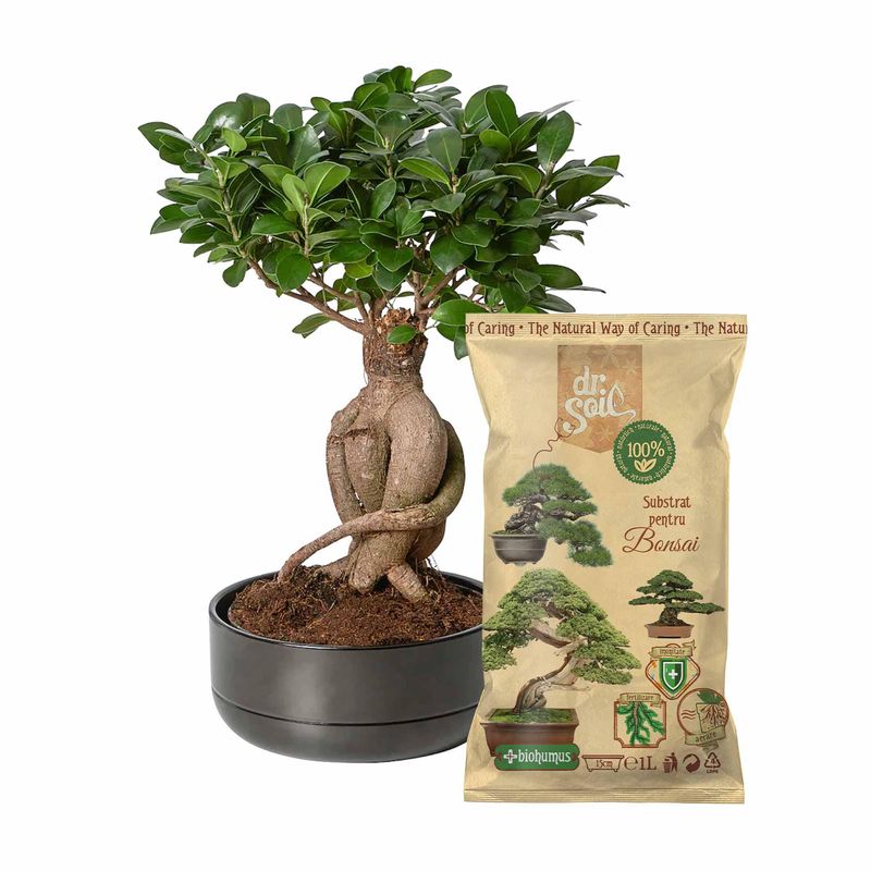Casa si Gradina - Gradinarit si plante - Intretinere gradina - Pamant flori, ingrasaminte si pesticide - Substrat natural Dr.Soil pentru bonsai si alte plante de ghiveci altoite la punga de 1L - Infinity.ro
