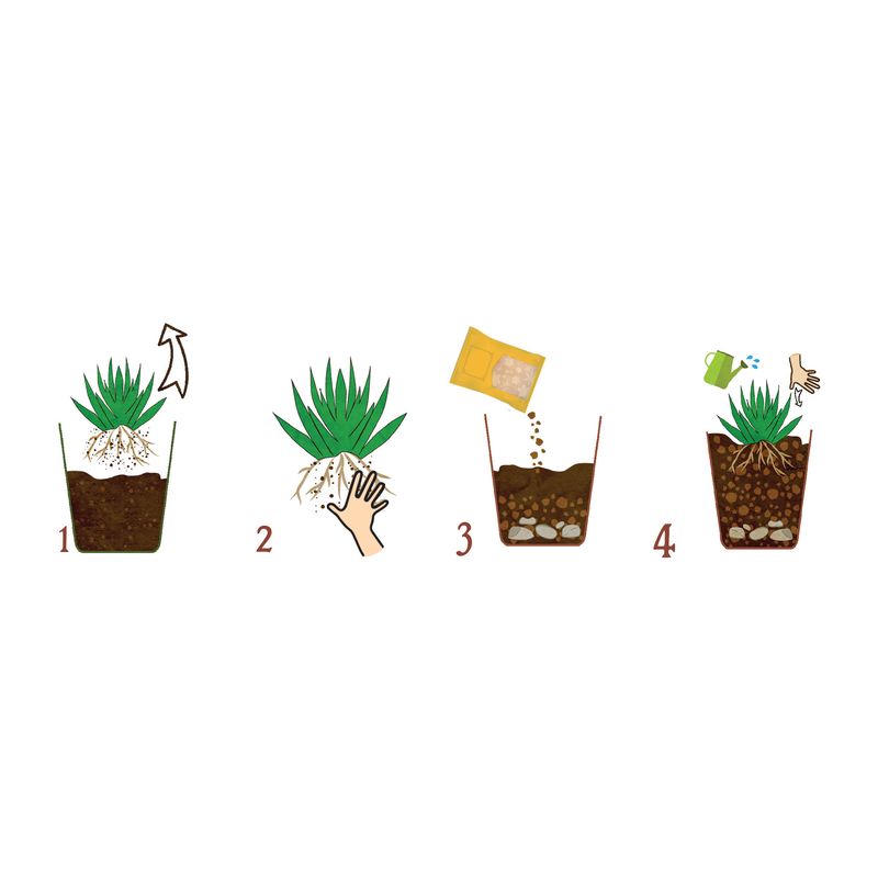 Casa si Gradina - Gradinarit si plante - Intretinere gradina - Pamant flori, ingrasaminte si pesticide - Substrat natural Dr.Soil pentru cactusi si suculente la punga de 1L - Infinity.ro