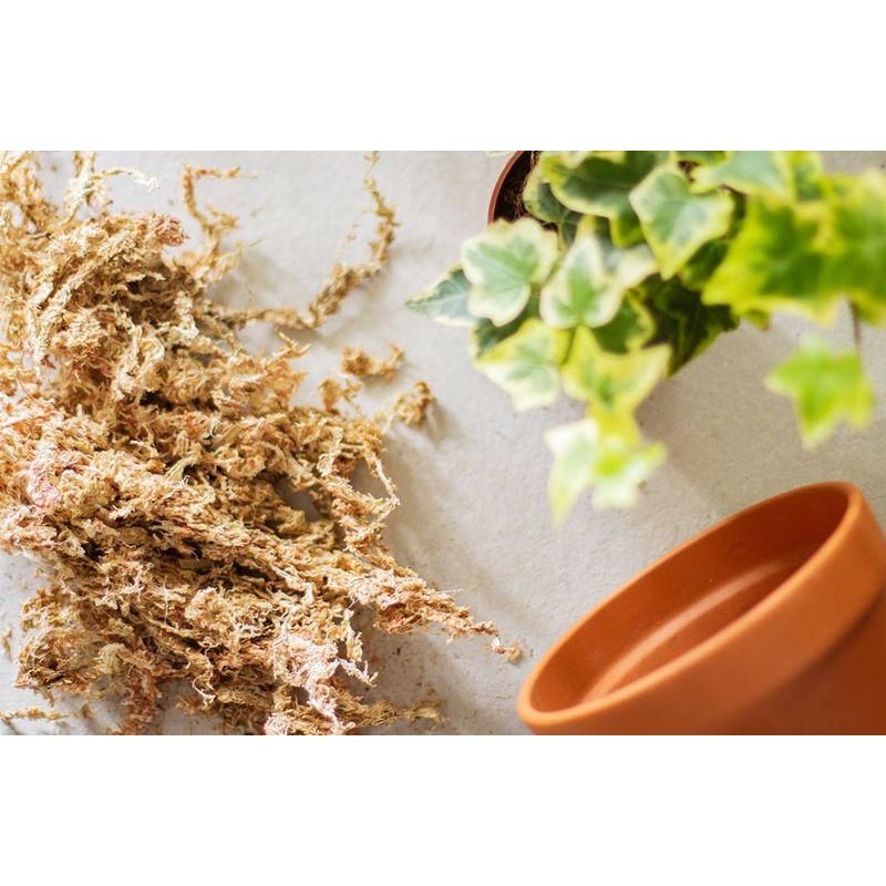 Casa si Gradina - Gradinarit si plante - Intretinere gradina - Pamant flori, ingrasaminte si pesticide - Muschi Sphagnum (deshidratat), la punga de 15 gr - Infinity.ro