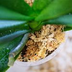 Casa si Gradina - Gradinarit si plante - Intretinere gradina - Pamant flori, ingrasaminte si pesticide - Muschi Sphagnum (deshidratat), la punga de 15 gr - Infinity.ro