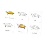 Carti si Birotica - Carti - Carti pentru copii - Basme si povesti - Lectii de zoologie:Vertebrate. Lectii Montessori!2020 - Infinity.ro