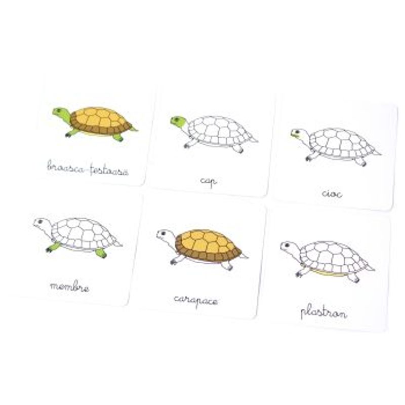 Carti si Birotica - Carti - Carti pentru copii - Basme si povesti - Lectii de zoologie:Vertebrate. Lectii Montessori!2020 - Infinity.ro