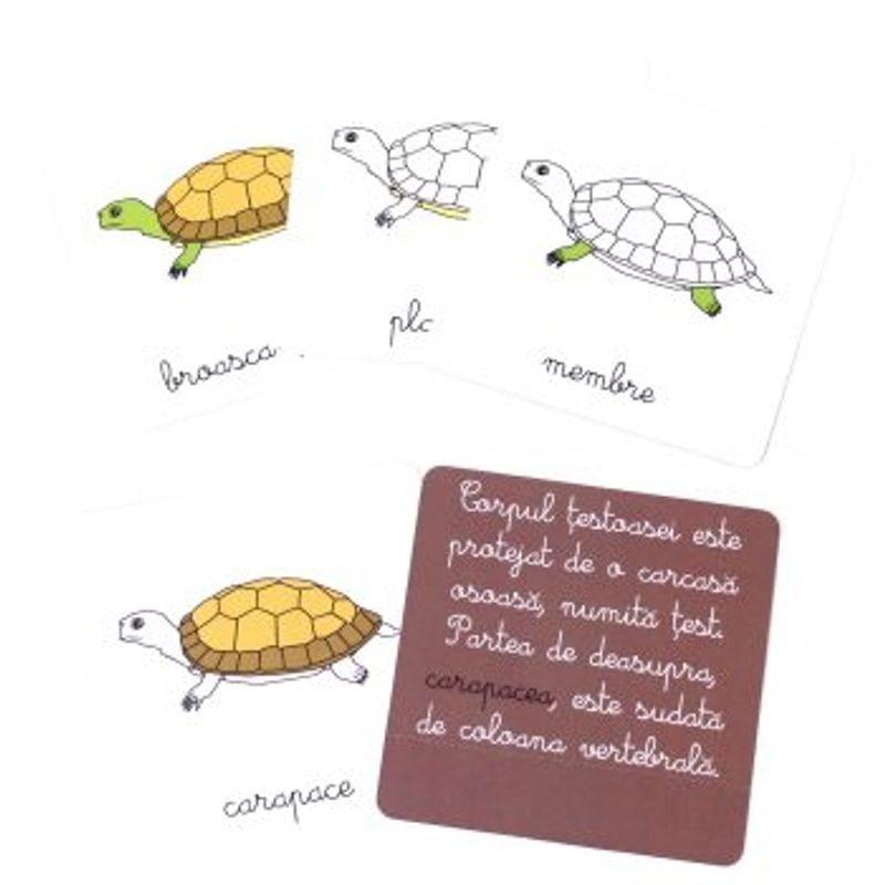 Carti si Birotica - Carti - Carti pentru copii - Basme si povesti - Lectii de zoologie:Vertebrate. Lectii Montessori!2020 - Infinity.ro
