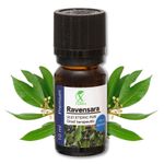 Casa si Gradina - Decoratiuni - Aromaterapie si lumanari - Uleiuri esentiale aromaterapie - Ulei esențial de Ravensara | Ulei eteric 100% natural și pur | 10 ml | XTERRA® - Infinity.ro