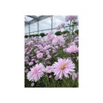 Casa si Gradina - Gradinarit si plante - Plante si ghivece - Plante in ghiveci - Planta perena Aster ‘Camilla’ – ghiveci P13 - Infinity.ro