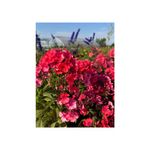 Casa si Gradina - Gradinarit si plante - Plante si ghivece - Plante in ghiveci - Planta perena Phlox ‘Spitfire’ – ghiveci P12 - Infinity.ro