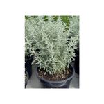 Casa si Gradina - Gradinarit si plante - Plante si ghivece - Plante in ghiveci - Planta perena Santolina Chamaecyparissus – ghiveci C1.5 - Infinity.ro